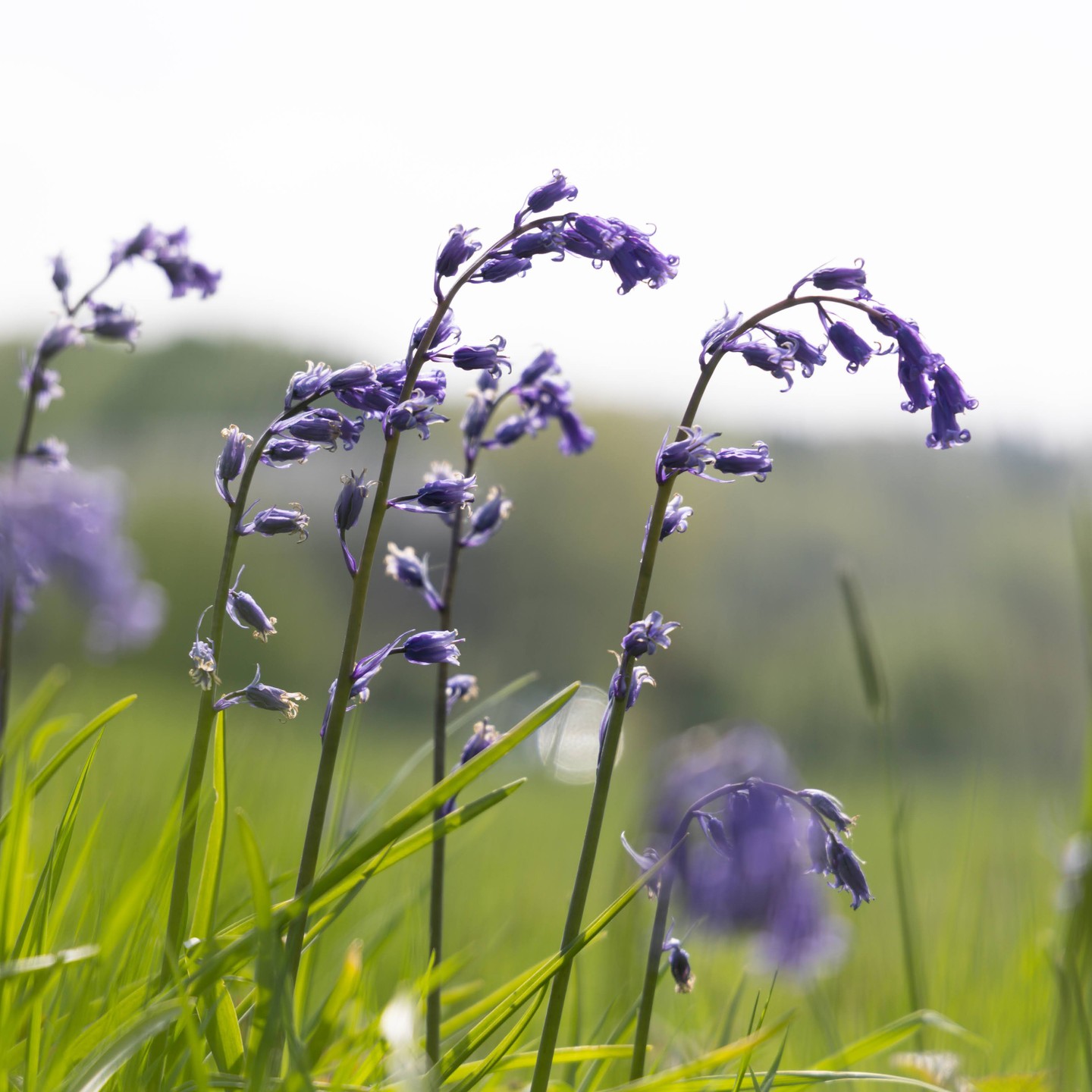 L’enjeu de notre vision « éco-logique » est de faire comprendre que les choix que nous faisons chaque jour sont à prendre en (re)mettant le Vivant au cœur de notre société.

#nature #biodiversity #naturelovers #normandie #lecostil #wildlife #rewilding #naturematters #together #rebuilding #agroecology #freshnewstart #ecology #natureisbeautiful #natureisourteacher cher #webelieveinnature #webelieveinfuture