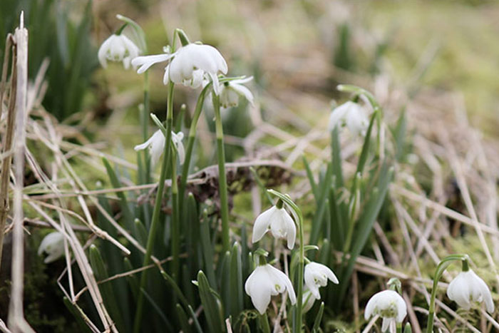 Domaine sauvage Le Costil - biodiversité