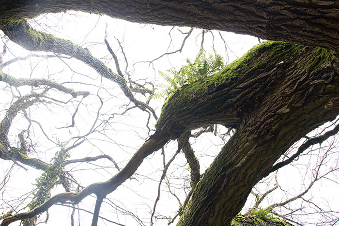 Domaine sauvage Le Costil - biodiversité