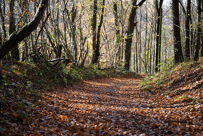 Domaine sauvage Le Costil - biodiversité