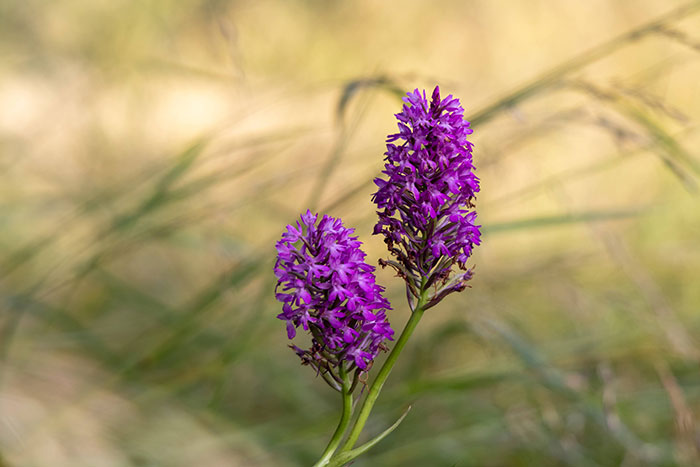 Domaine sauvage Le Costil - biodiversité