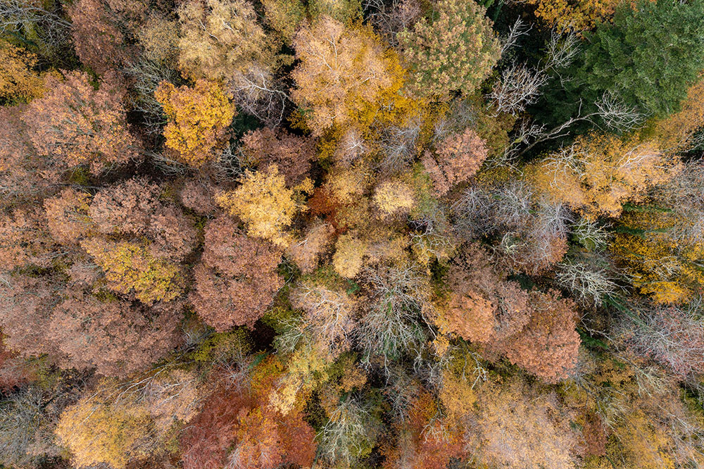 Domaine sauvage Le Costil - biodiversité