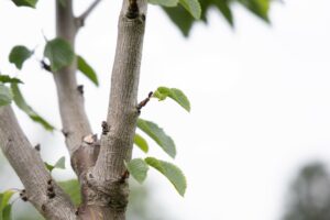 photo arbre greffé