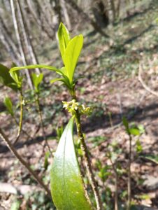 photo laurier des bois