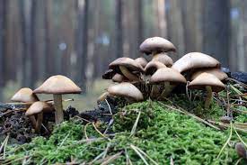 photo de champignons